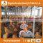 Heracles trade assurance good quality equipment poultry chicken machine