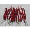 Xian Chilli