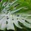 Excellent quality Cheapest Fresh Cut Monstera Foliage