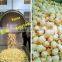 industrial hot air popcorn machine/ commercial air popping popcorn machine                        
                                                Quality Choice
