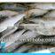 frozen fresh sardine