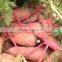 FRESH CARROTS IN VIETNAM WITH CHEAP PRICE