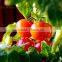 Best price canned tomato paste brix:22-24%,24-26%,26-28%,28-30%