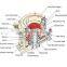 shandong chengming specialized production CONE CRUSHER