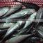 Frozen Horse Mackerel