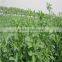 high quality alfalfa seeds with competitive price