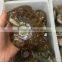 Natural Polished Ammonite Snail Crystal Fossils For Sale