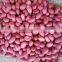 Supply with Chinese Raw Red Skin Peanut Kernels Without Shell For Sales