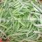 BRC,KOSHER,HALAL IQF stringless green bean