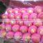 High Red Colour Qinguan Apple(fuji Apple)
