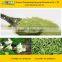 GMP Certified Manufacturer Supply Natural Moringa Powder