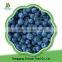 China delicious new seasonwholesale bulk frozen blueberries