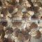 Pleurotus Mushrooms in brine oyster mushrooms brined mushroom in barrel