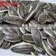 shelled Chinese Sunflower Seeds