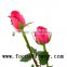 Natural fresh cut red rose high quality fresh cut flower big pink with 0.8_1.2kg/bundle from kunming for fresh cut flowers