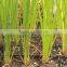 Acorus Calamus