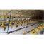 Automatic Chicken layer feeding and drinking line system Poultry Equipment For Chicken Farm
