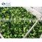 Sinocharm Broccoli congele 3-5cm IQF Brocoli congelado surgelati 2-4cm Frozen Broccoli