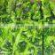 Sinocharm New Season BRC A Approved Non-Worm Green Vegetable BQF Bok Choy