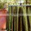 Wedding decoration table cloth