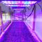 Lumini Grow high efficiency greenhouse hydroponics lighting
