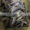 ship frozen small yellow croaker for sale