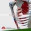 Human skeleton model with colored muscle