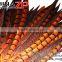CHINAZP Factory Exporting Wholesale High Quality Dyed Orange Lady Amherst Pheasant Tail Feathers for DIY Decorations
