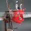Best Selling Simple Head Model for Dental Class high quality Simple cheap surgical training model for dentistry students
