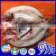 Frozen Tilapia Butterfly Filet