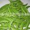 Fresh Peas