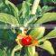 GMP Natural High Quality Withania somnifera Extract/Ashwagandha Extract