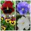 Hybrid F1 pansy seeds all color flower seeds