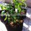 Direct Manufacturer Hydroponics 2 Gallon Fabric Pot