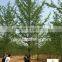 Ginkgo biloba ( deciduous tree) for cold climate landscaping Wholesale export
