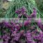 wholesale fresh cut flowers statice fresh myosotis from Kunming