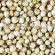 Chenopodium Quinoa Seed