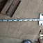 pulling board; running board; conductor pulling board