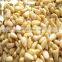 Byloo Good Quality Top Selling Pine Nuts Chilgoza Available In Custom Packing afghan pine nuts
