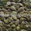 Class A, AA, AAA GWS Pumpkin Seeds Kernels