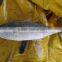 Whole round frozen bonito fish tuna to export