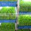 hot selling Automatic Barley Sprouting machine China