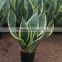 Sansevieria for Middle East Market