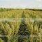 Yellow sorghum seeds