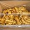 China ginger importing countries