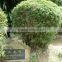 Bambusa multiplex bamboo plant