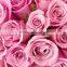 Fresh cut rose flower