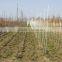 Multipurpose hot sell nursery stake