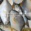 seafood product and goden pomfret