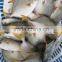 Golded pomfret pomfret fish silver pomfret